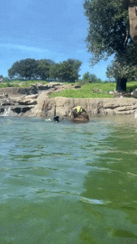 California Grizzly Bear Enjoys Morning Swim
