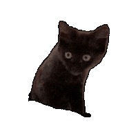 見つめる Black Cat Sticker