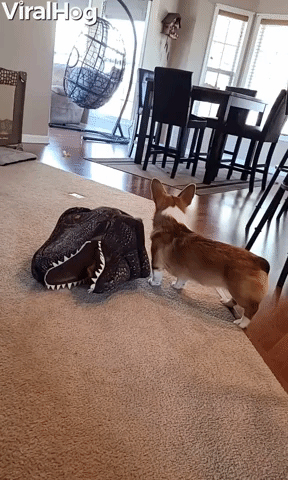 Doggy Dresses Itself up as Dinosaur