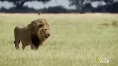 nat geo wild king GIF by Savage Kingdom