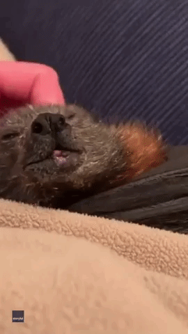 Fruit Bat Thoroughly Enjoys Head Massage