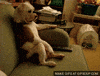 Dog Chilling GIF