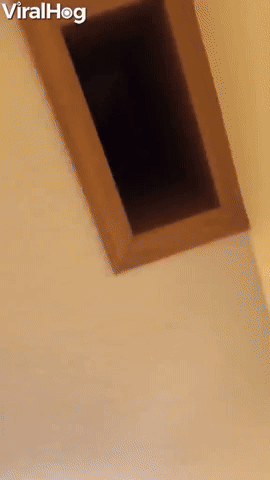 Spying Doggo Is Always Watching