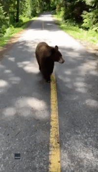 Bear Closely Follows Hiker for Three Minutes in British Columbia
