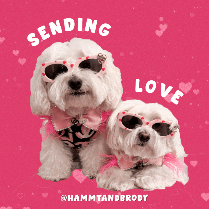 Loving Love Dogs GIF by HammyandBrody