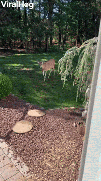 Deer Eagerly Await Their Morning Meal