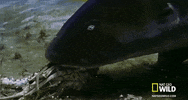 worldâs deadliest GIF by Nat Geo Wild 