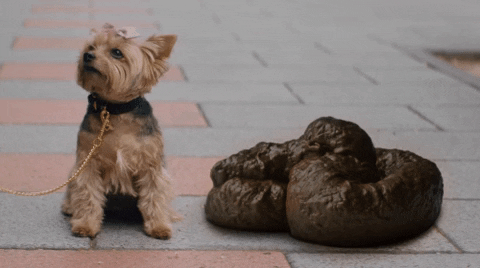 dog caca GIF