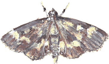 Illustration Insect Sticker