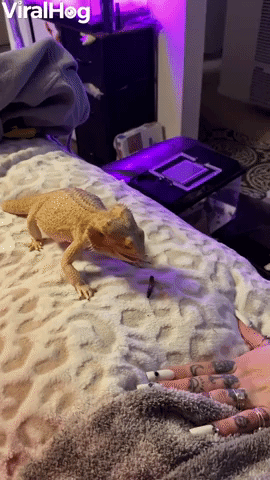 Bearded Dragon Struggles to Catch His Dinner