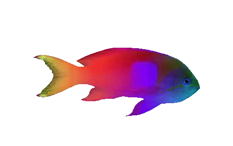 Haus Des Meeres Rainbow Sticker by Haus des Meeres Aqua Terra Zoo