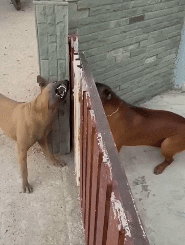 Angry Fight GIF