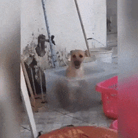 Dog Playing GIF by JustViral.Net