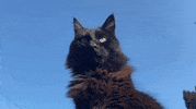 Black Cat No GIF