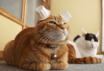 Cat Jumping GIF