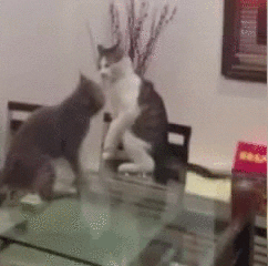 cat fu GIF