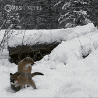 Explore Baby Animal GIF by Nature on PBS