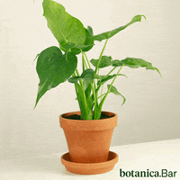 botanicabar_ fun party dancing plants GIF