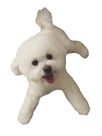 White Dog Sticker by Diggs Pet