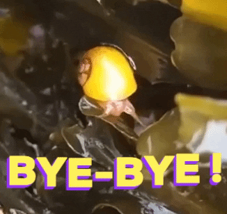 nolwennbchennec giphygifmaker GIF