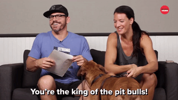 The King Of Pit Bulls