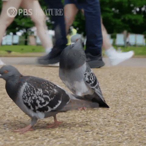 New York Nyc GIF by Nature on PBS