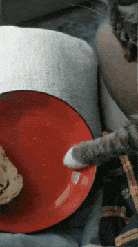 0ox0xo0 cat bread feline steal GIF