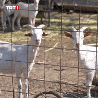Look Wow GIF by TRT