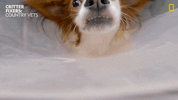 National Geographic Love GIF by Nat Geo Wild