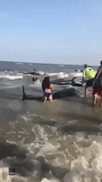 Members of Public Join Lifeguards to Save Beached Whales in Georgia