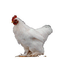 Soccer Wow Sticker by Nike Football