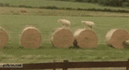 hay lambs GIF