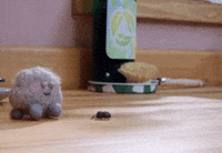 tweedyandfluff cute animals pet spider GIF