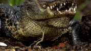 symphony for our world GIF by Nat Geo Wild 