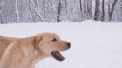 GIF by Great GIFs