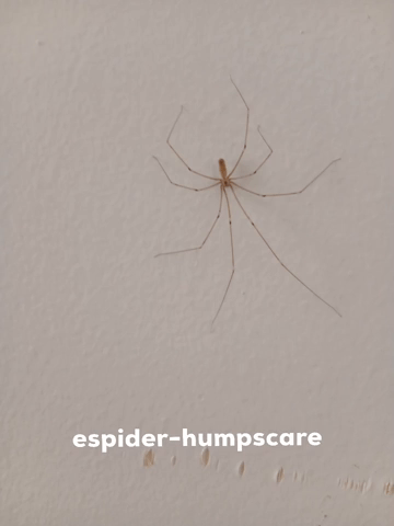 expmehardem2 giphyattribution giphycreatortest spider espider-humpscare GIF