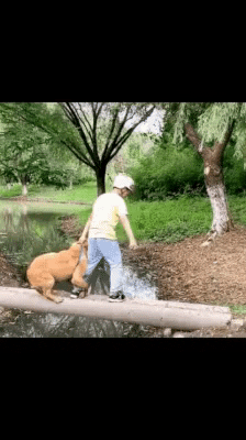 cuteanimalland giphyupload GIF