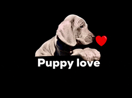hakubaldwincenter puppy love puppylove hbc ilovedogs GIF