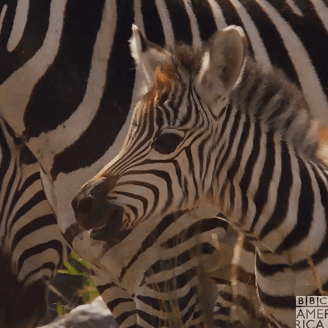 Wildlife Zebra GIF by BBC America