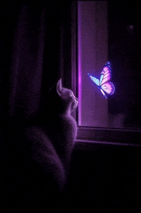Cat Pink GIF