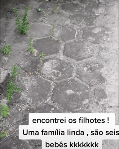 cuteanimalland giphyupload GIF