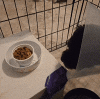 Dog Food GIF