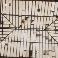 Bird Fly GIF by TRT