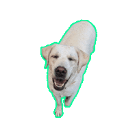 pamperedpetinn dog dogs doggy daycare doggie daycare Sticker