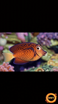 3Danimation GIF