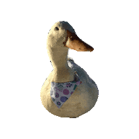 Duck Fatty Sticker by Geekster Pets