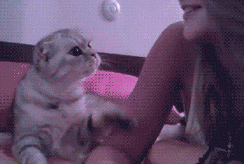 catkiss GIF