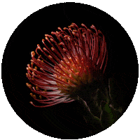 summer flower Sticker by Meggan Joy