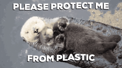 mandycyeung giphygifmaker giphyattribution plasticfree seaotter GIF