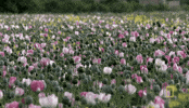 Opium Wars Pink GIF by National Geographic TV